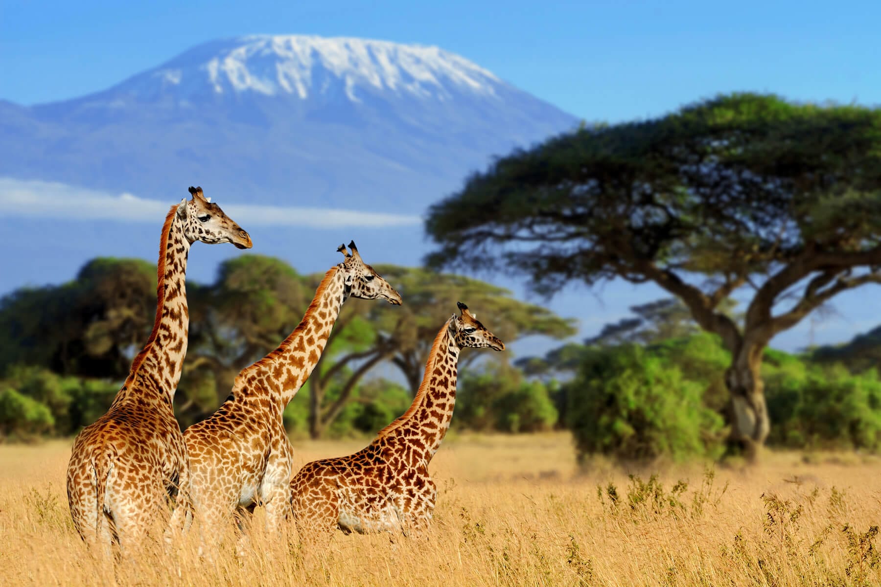 Amboseli National Park