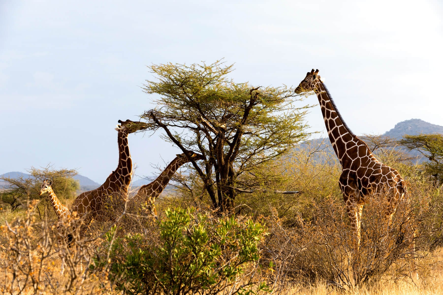 Ruaha National Park