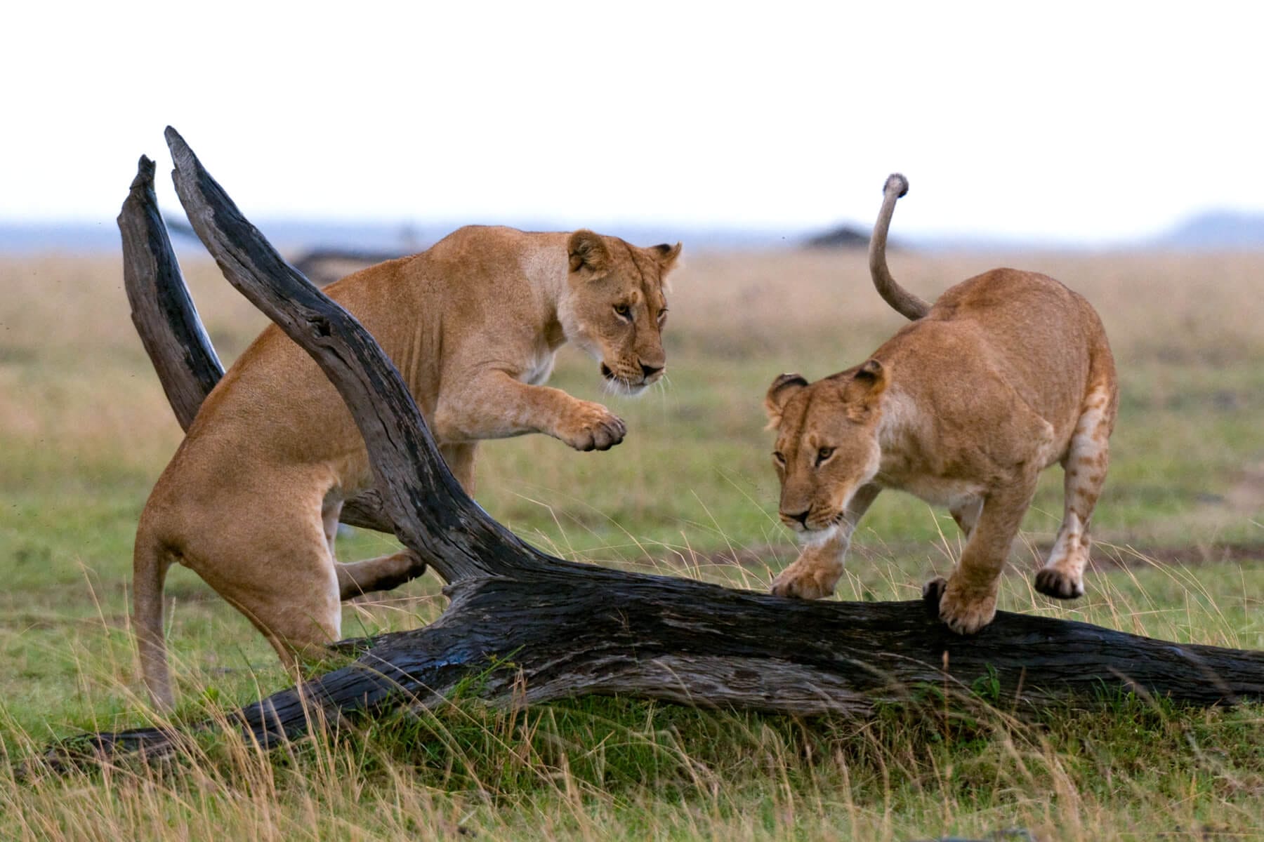 Serengeti National Park
